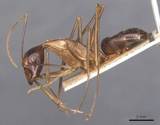 Camponotus festinus - CASENT0905343