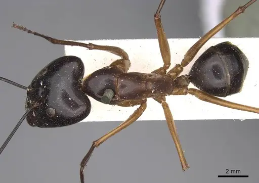 Camponotus festinus - CASENT0906948
