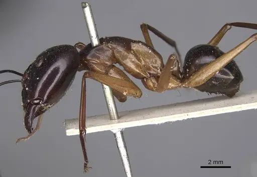 Camponotus festinus - CASENT0906948