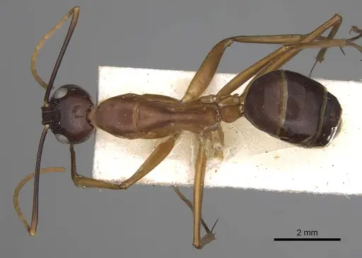 Camponotus festinus - CASENT0906949