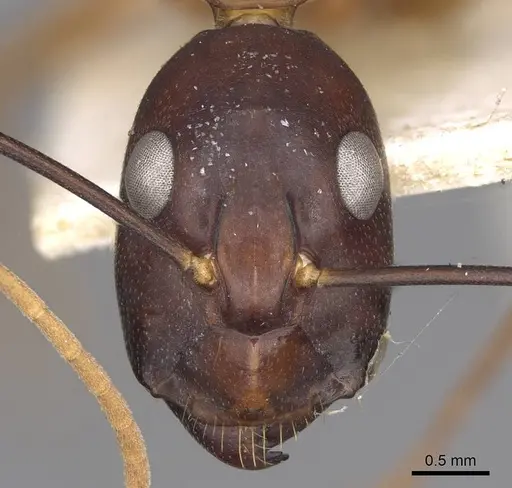 Camponotus festinus - CASENT0906949