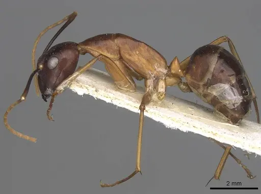 Camponotus festinus - CASENT0906949