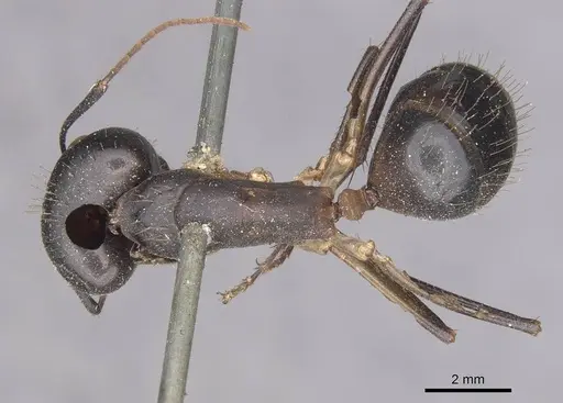 Camponotus festinus - CASENT0910091