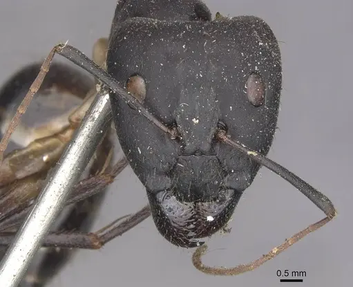 Camponotus festinus - CASENT0910091