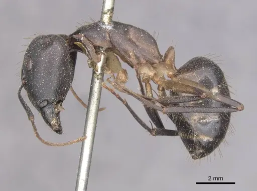 Camponotus festinus - CASENT0910091