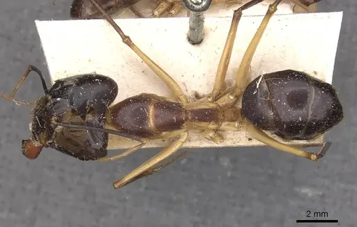 Camponotus festinus - CASENT0910092