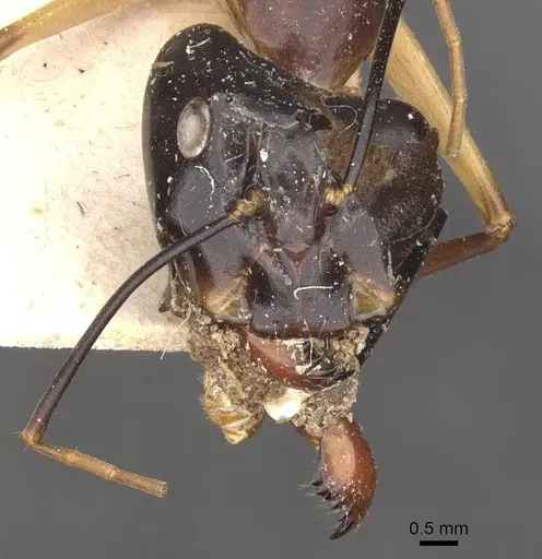 Camponotus festinus - CASENT0910092