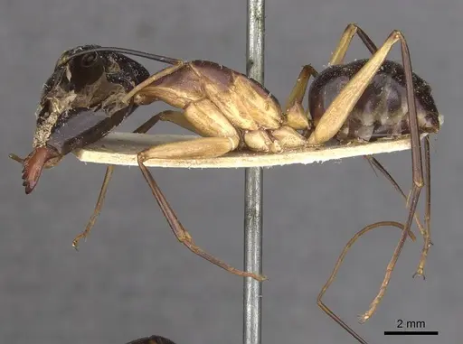 Camponotus festinus - CASENT0910092