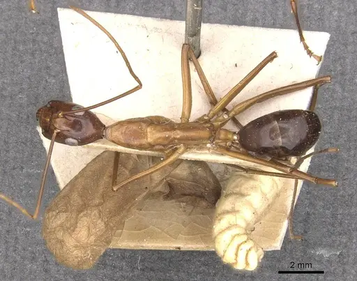 Camponotus festinus - CASENT0910093