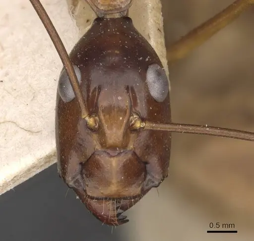Camponotus festinus - CASENT0910093