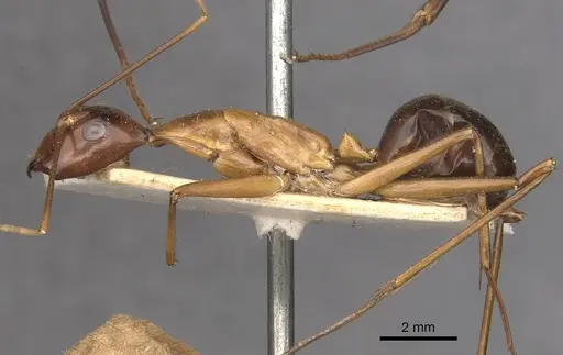 Camponotus festinus - CASENT0910093