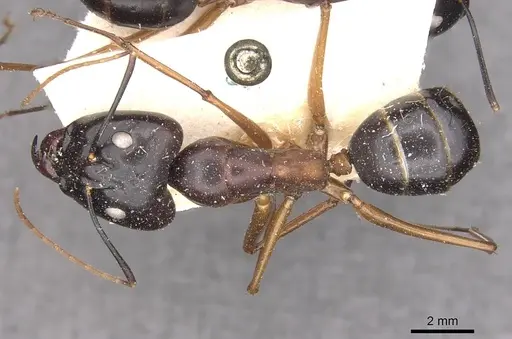 Camponotus festinus - CASENT0910094