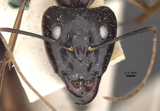 Camponotus festinus - CASENT0910094