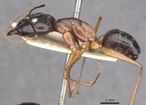 Camponotus festinus - CASENT0910094