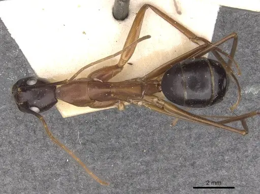 Camponotus festinus - CASENT0910095