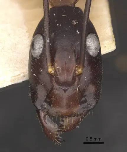 Camponotus festinus - CASENT0910095