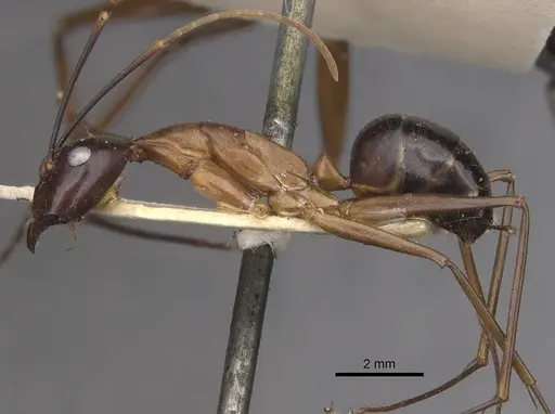 Camponotus festinus - CASENT0910095