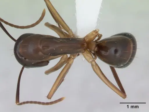 Camponotus fiebrigi specimen