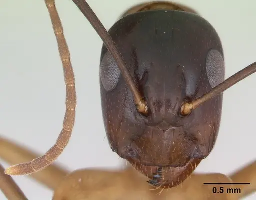 Camponotus fiebrigi specimen
