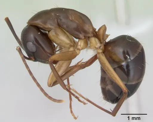 Camponotus fiebrigi specimen