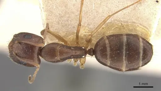 Camponotus fiebrigi - CASENT0910641