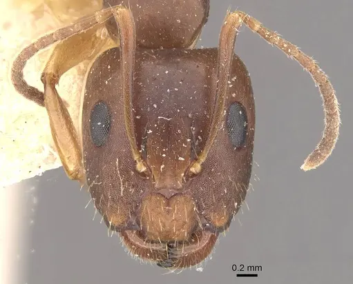 Camponotus fiebrigi - CASENT0910641