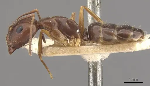Camponotus fiebrigi - CASENT0910641