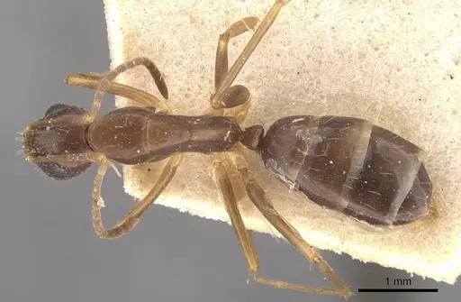 Camponotus fiebrigi - CASENT0910642