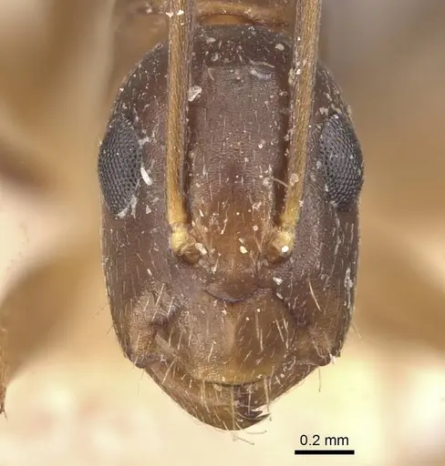 Camponotus fiebrigi - CASENT0910642