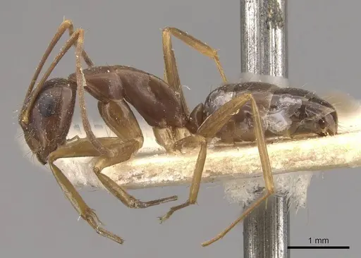 Camponotus fiebrigi - CASENT0910642
