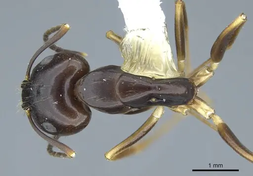 Camponotus fiebrigi - CASENT0914430