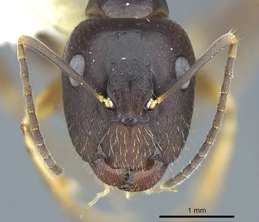 Camponotus fiebrigi - CASENT0914430