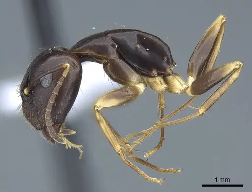 Camponotus fiebrigi - CASENT0914430