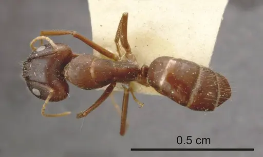 Camponotus fieldeae specimen