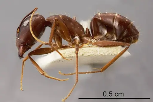 Camponotus fieldeae specimen