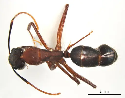 Camponotus fieldeae - ANTWEB1008620