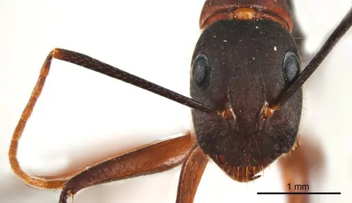 Camponotus fieldeae - ANTWEB1008620