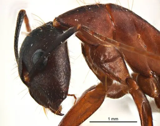 Camponotus fieldeae - ANTWEB1008620