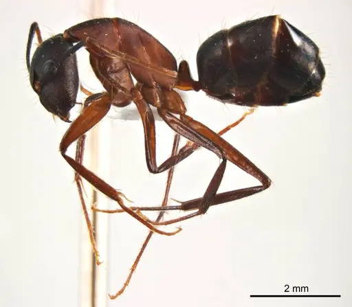 Camponotus fieldeae - ANTWEB1008620