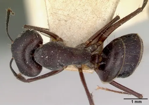 Camponotus fieldeae - CASENT0172159