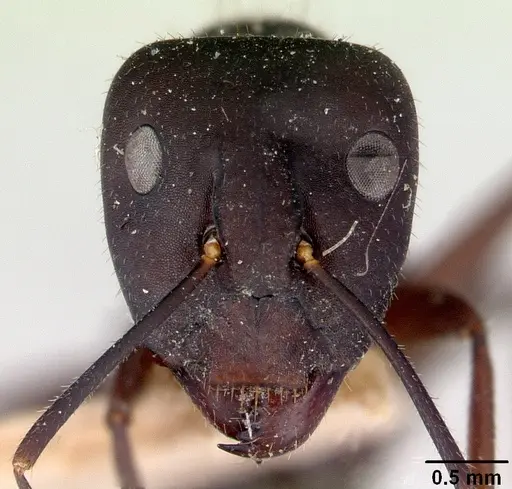 Camponotus fieldeae - CASENT0172159