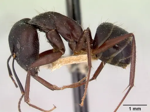Camponotus fieldeae - CASENT0172159