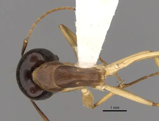 Camponotus fieldeae - CASENT0280221