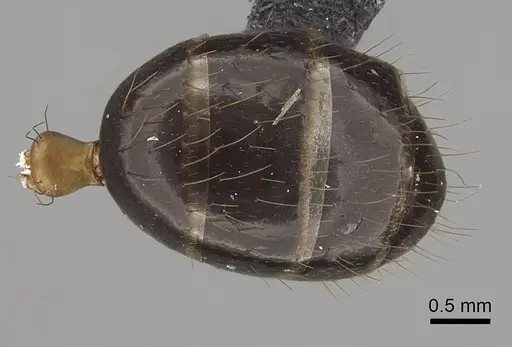 Camponotus fieldeae - CASENT0280221