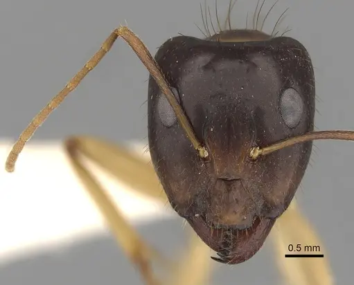 Camponotus fieldeae - CASENT0280221