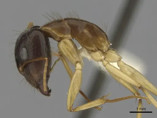 Camponotus fieldeae - CASENT0280221