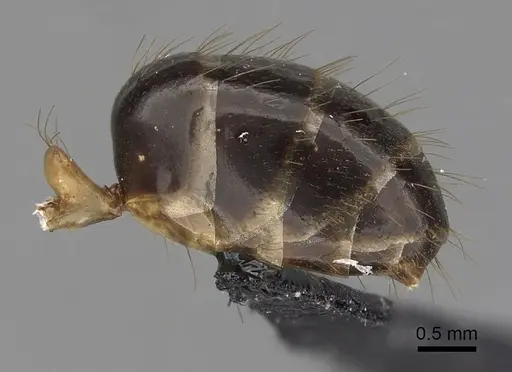 Camponotus fieldeae - CASENT0280221