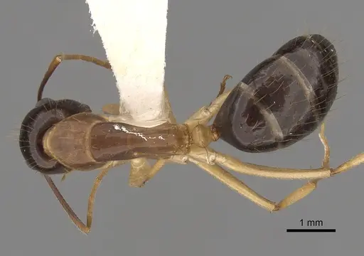 Camponotus fieldeae - CASENT0280222