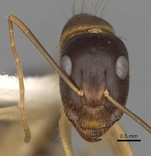 Camponotus fieldeae - CASENT0280222