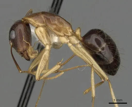 Camponotus fieldeae - CASENT0280222